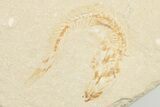 Cretaceous Fossil Fish (Ctenothrissa) - Hjoula, Lebanon #201370-2